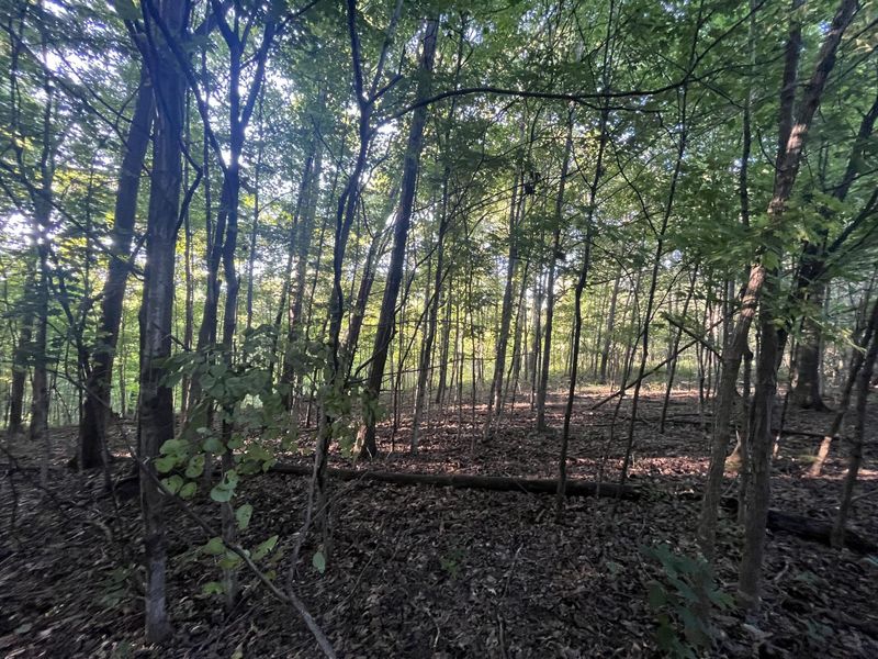 6575 Township Road 137, Rushsylvania, OH 43347 Photo 16