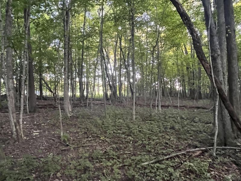 6575 Township Road 137, Rushsylvania, OH 43347 Photo 27