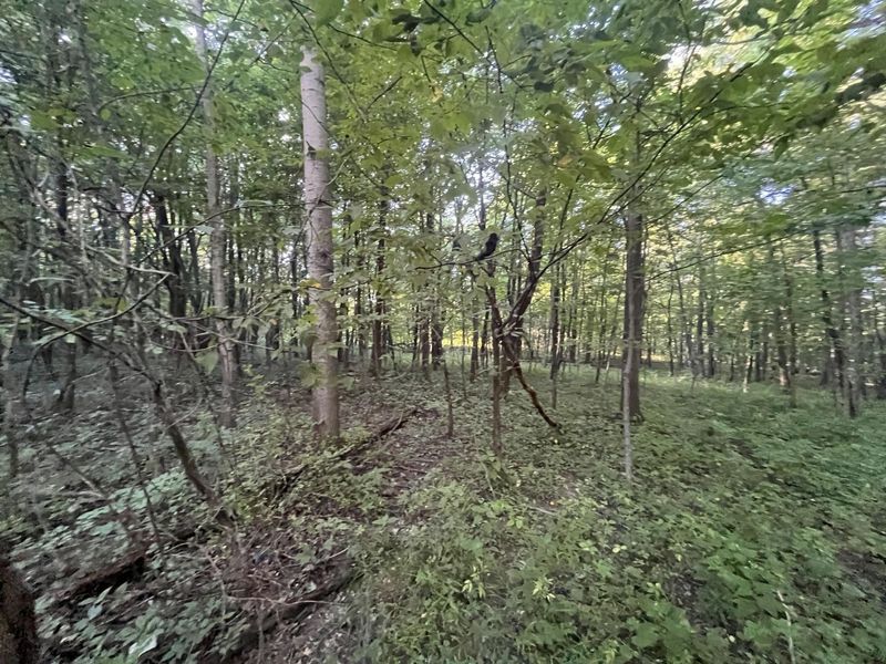 6575 Township Road 137, Rushsylvania, OH 43347 Photo 52