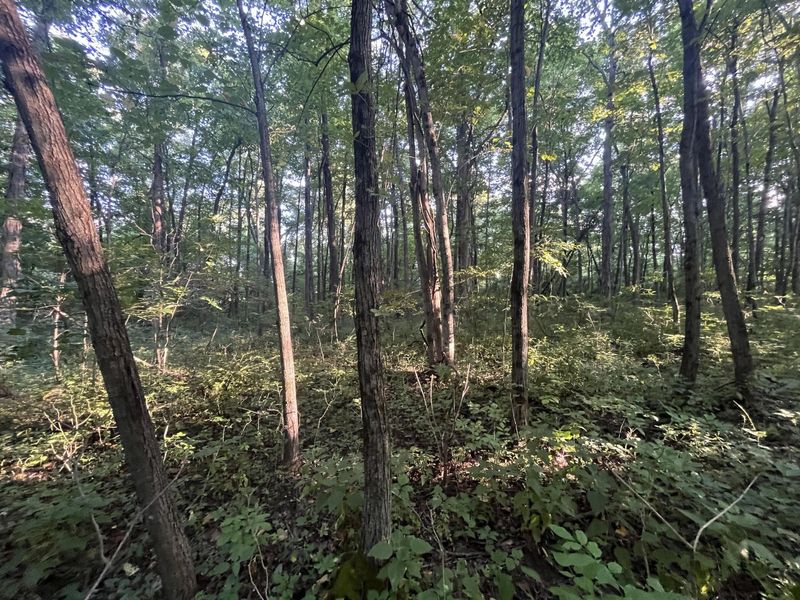 6575 Township Road 137, Rushsylvania, OH 43347 Photo 55