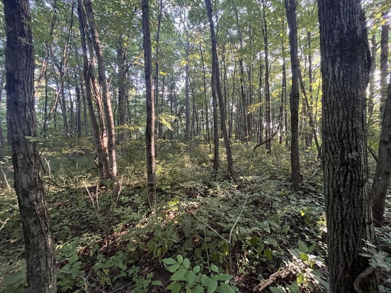 6575 Township Road 137, Rushsylvania, OH 43347 Photo 56