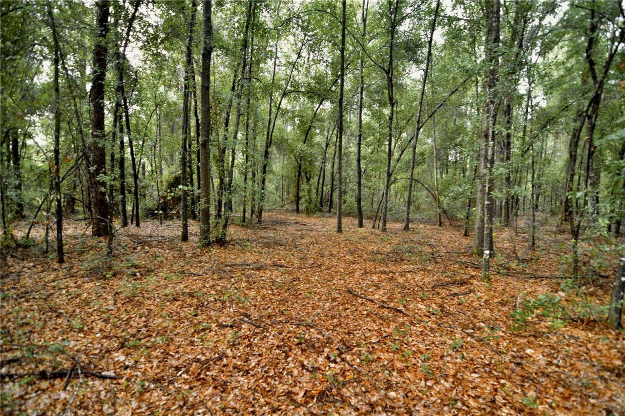 00 SW 39th Ave , Jasper, FL 32052 Photo