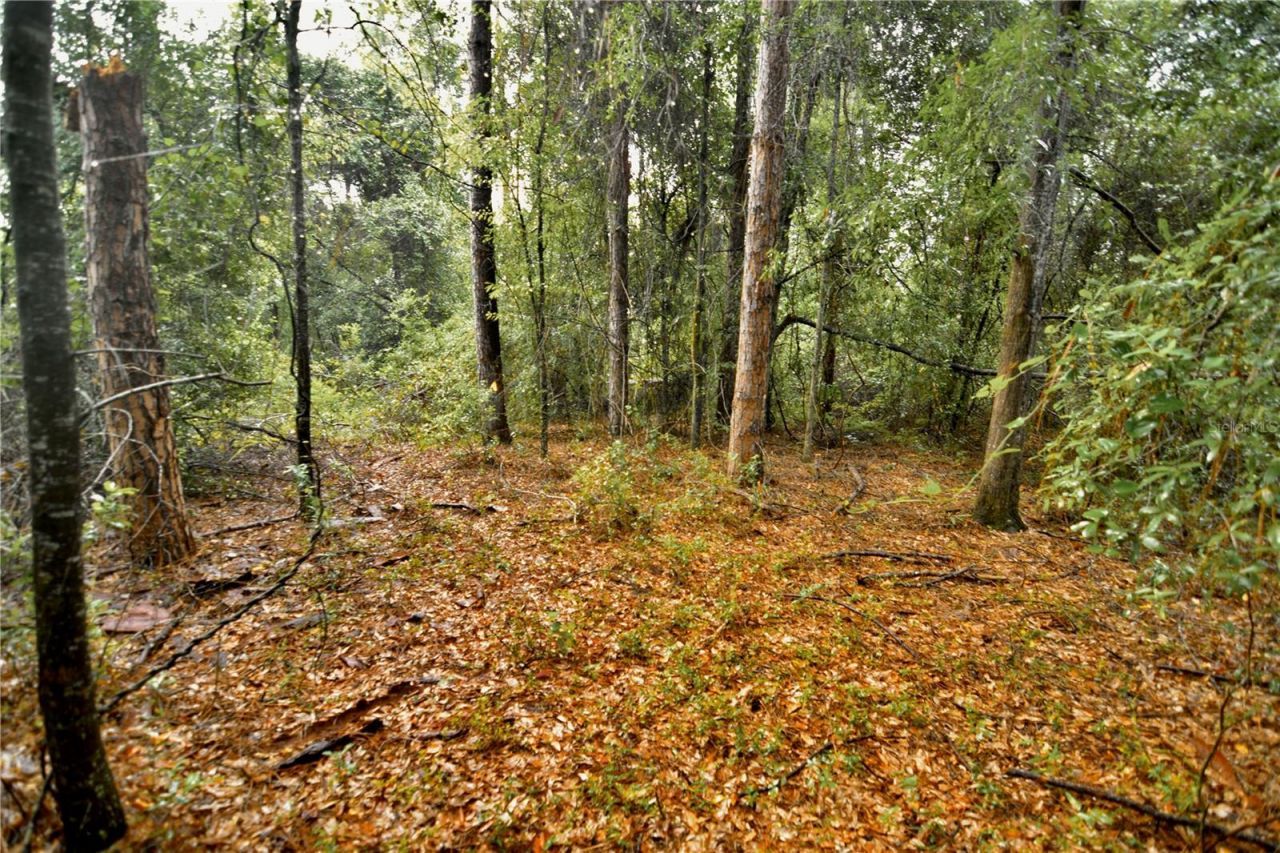 00 SW 39th Ave , Jasper, FL 32052 Photo