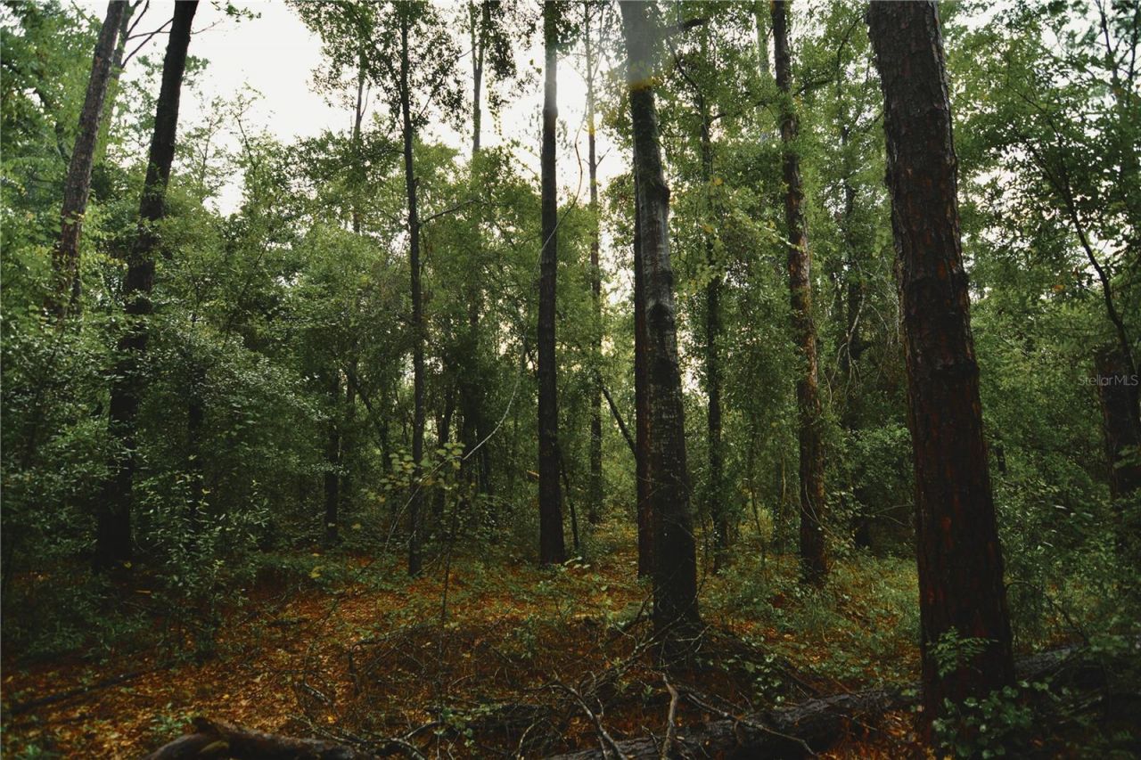 00 SW 39th Ave , Jasper, FL 32052 Photo