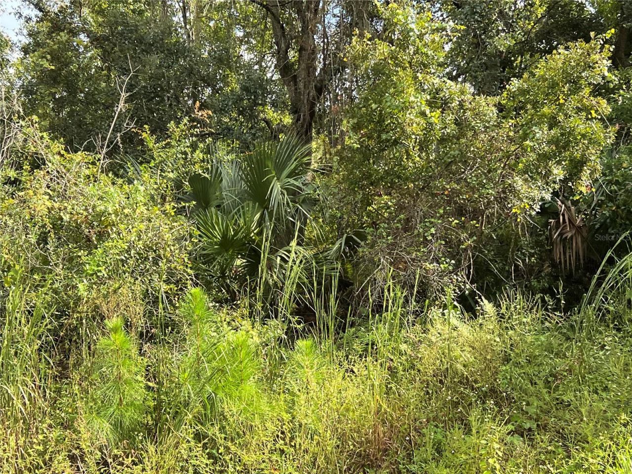 County Road 48, Yalaha, FL 34797 Photo