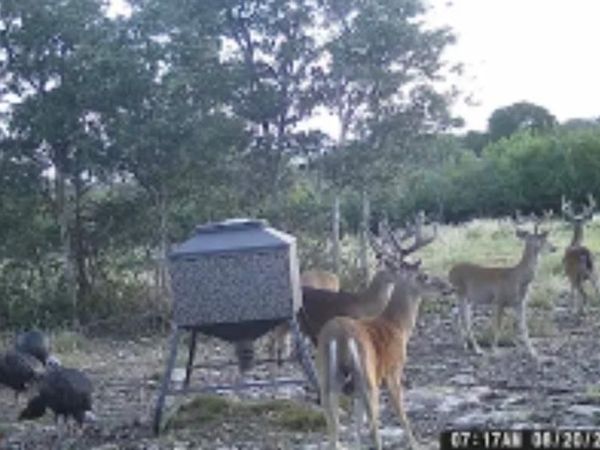 92 P.R. 135 , Goldthwaite, TX 76844