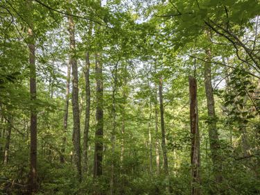 Lot 116-120 Highland Heights , Zoe, KY 41397