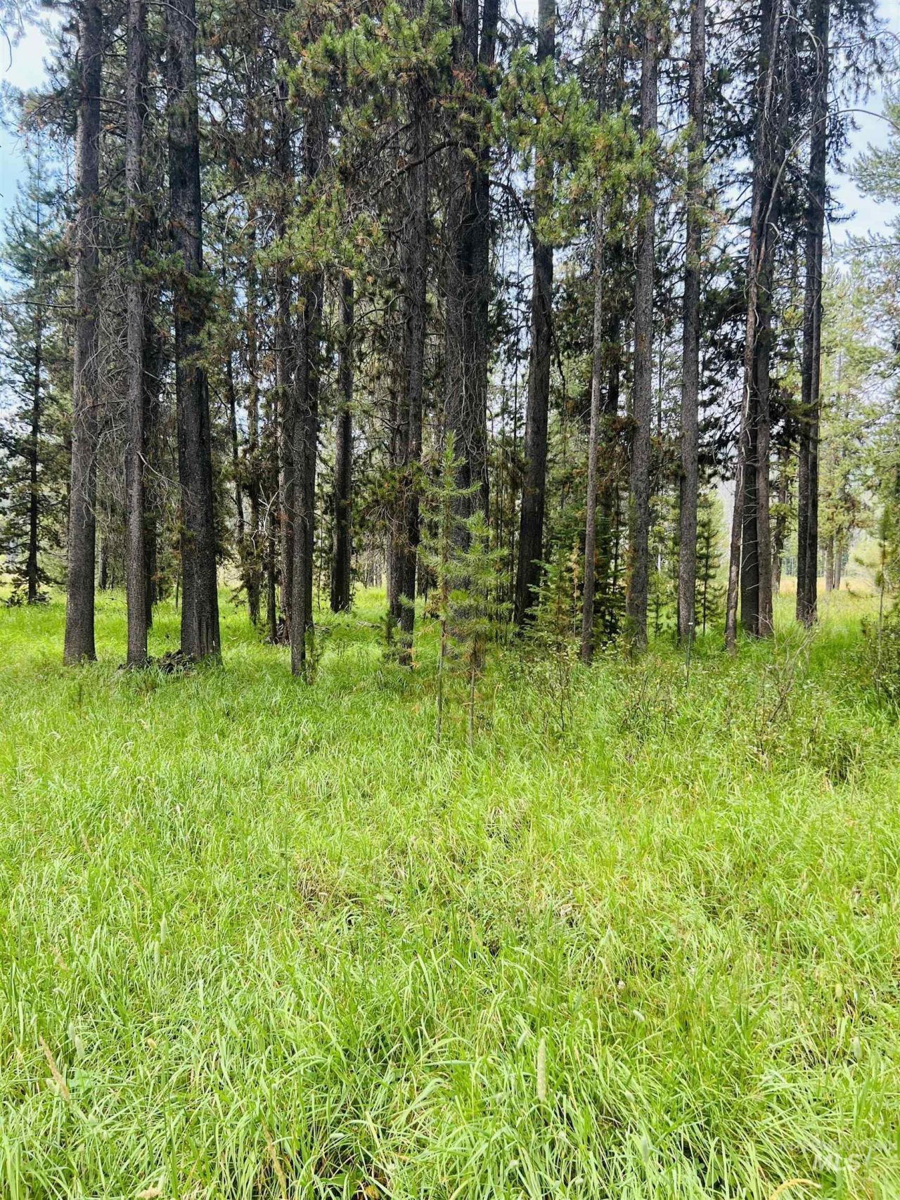Lots 9&10 Warren Wagon Road, Secesh, ID 83547 Main Photo