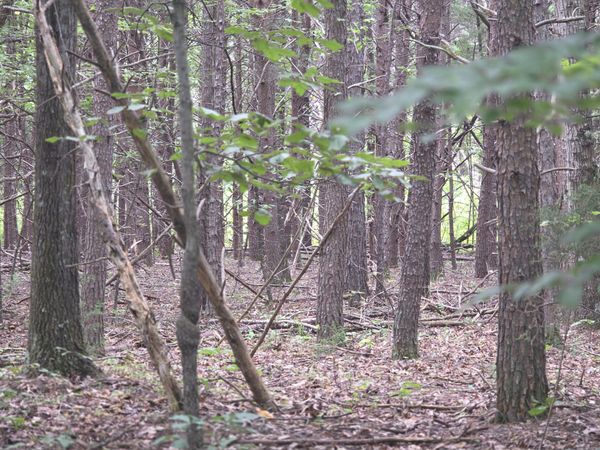 0 Woodland Forest DR , Rocky Mount, VA 24151