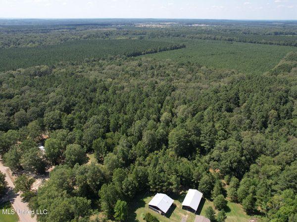 Holly Bush , Pelahatchie, MS 39145