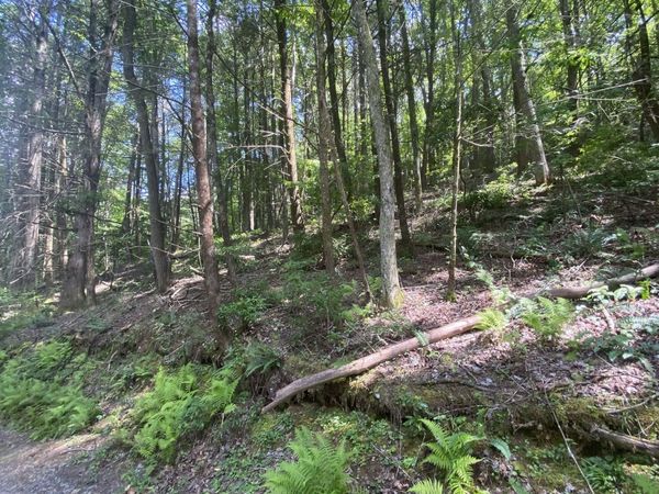HEMLOCK Hemlock Trail, Blue Ridge, GA 30513