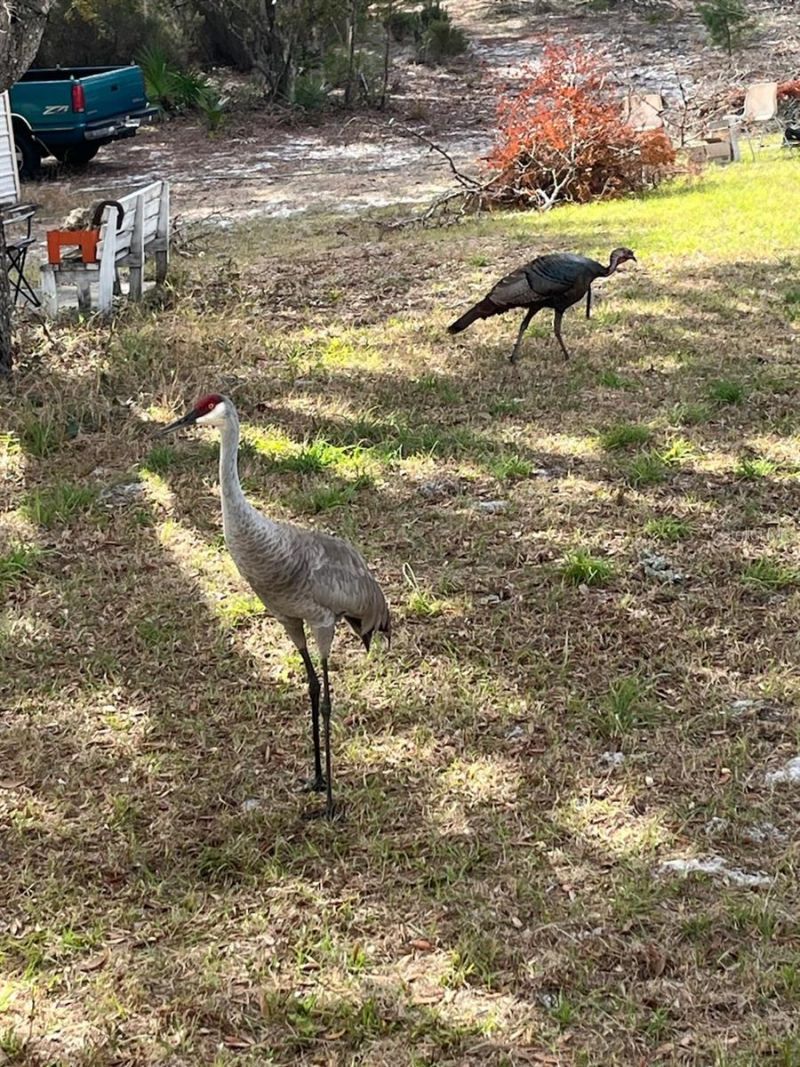 27016 Fishermans Road , Paisley, FL 32767 Photo