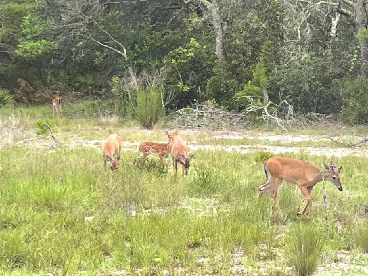 27016 Fishermans Road , Paisley, FL 32767 Photo