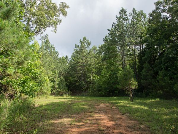 0 Old State Hwy 69 , Sugar Tree, TN 38380
