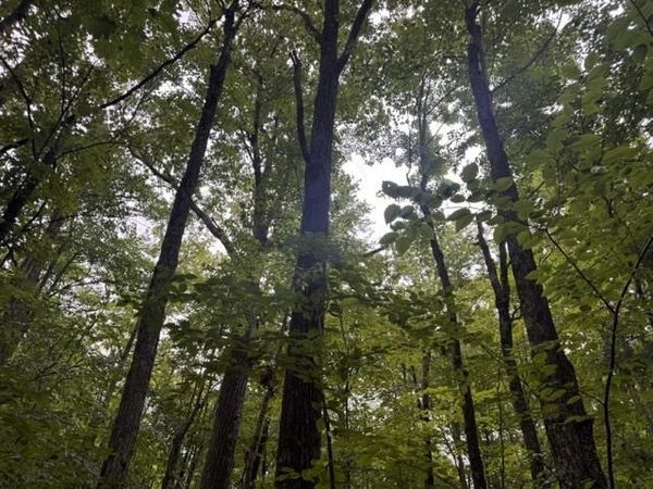 240701 SAWMILL ROAD, Aniwa, WI 54408