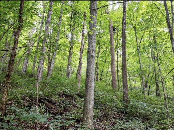 786 Wilson Run Road, Pine Grove, WV 26419