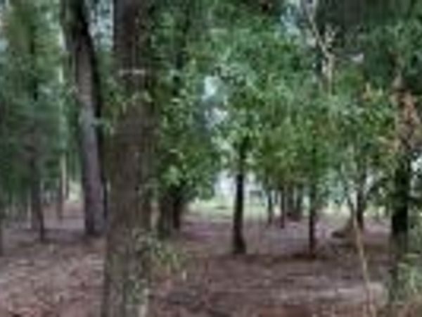205TH LANE, Live Oak, FL 32060