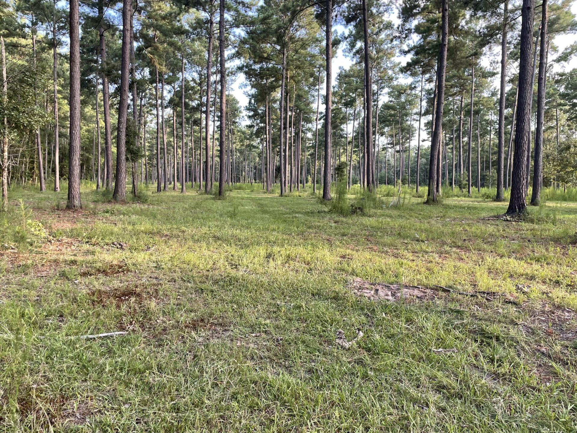 1647 Smoak Road Photo 19