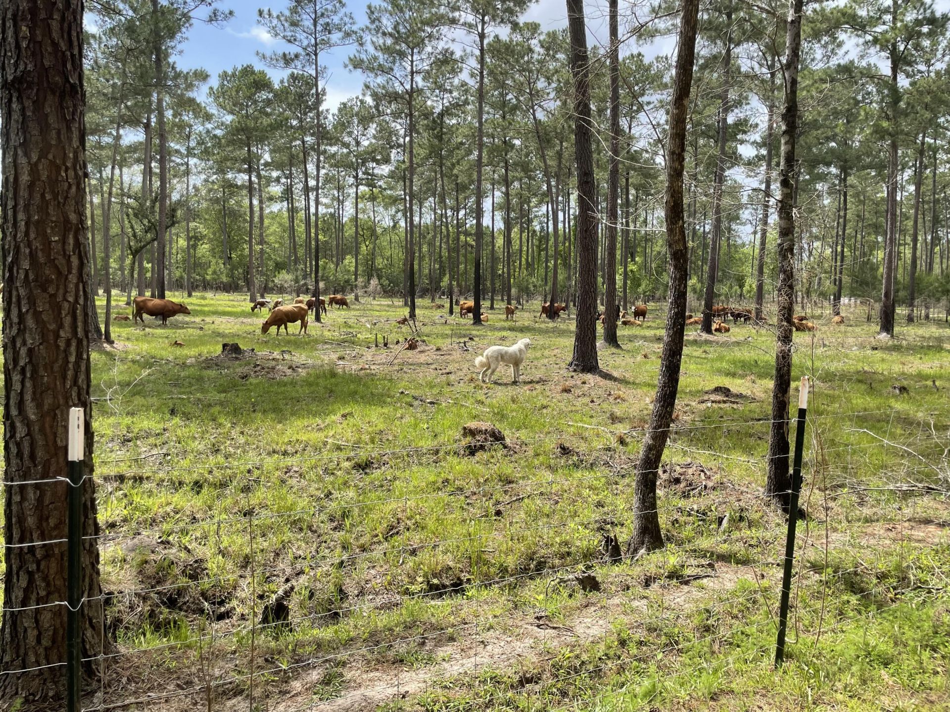1647 Smoak Road Photo 30