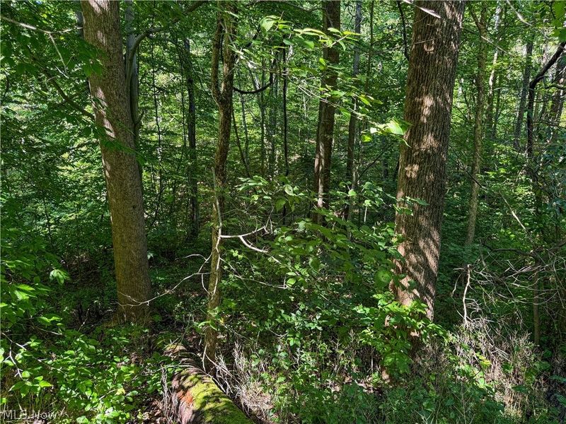 62459 Greenlawn Road, Quaker City, OH 43773 Photo 11