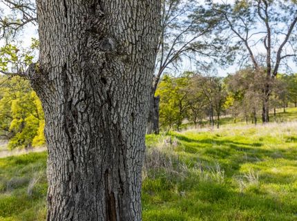 4042 Wilson Town Rd, Lincoln, CA 95648 Photo