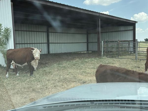 600 County Road 444 LAND , Thorndale, TX 76577