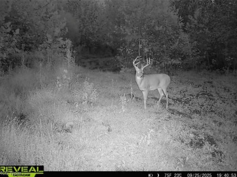 County Road 181, Ironton, OH 45638 Photo 5