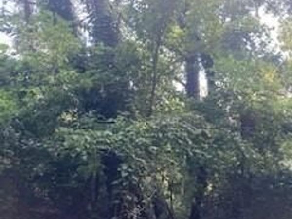 99999 Old Haw Creek Road , Asheville, NC 28805