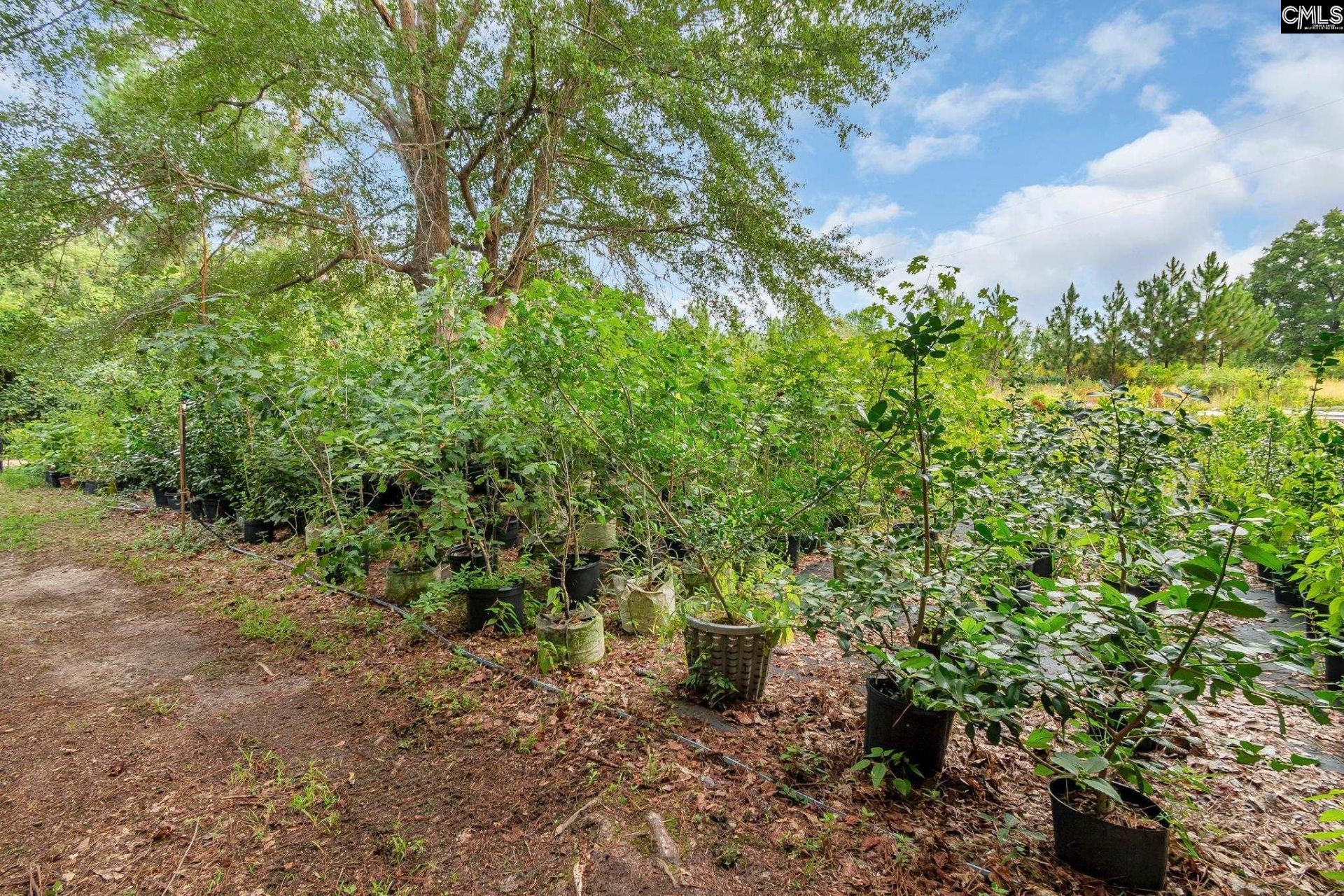 4594 Timrod Road  Photo 47