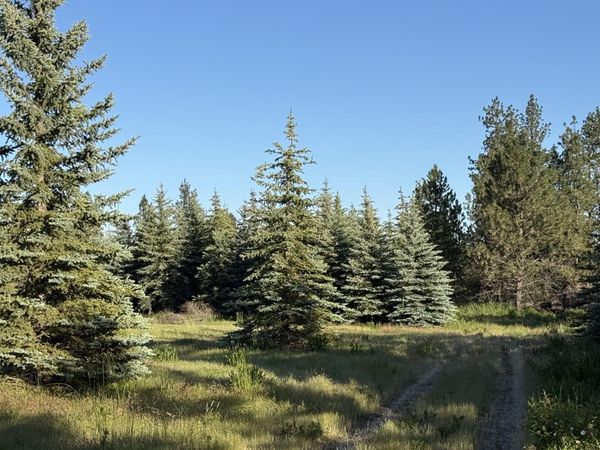 111XX S Spruce Tree Ln, Mica, WA 99023