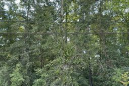 0 Charleston Highway photo 4