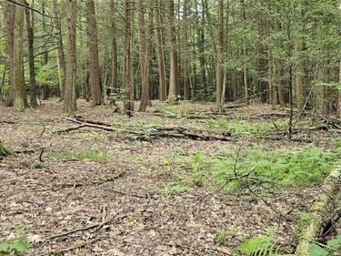 Union Hill Road, Candor, NY 13743
