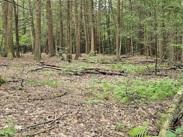 Union Hill Road , Candor, NY 13743