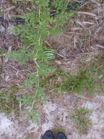 16960 Wildcat Dr , Fort Myers, FL 33913 Photo