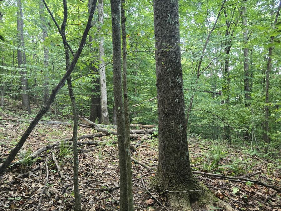 Property Image 18