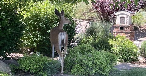 455 Mount Mahogany Court, Reno, NV 89511 Photo