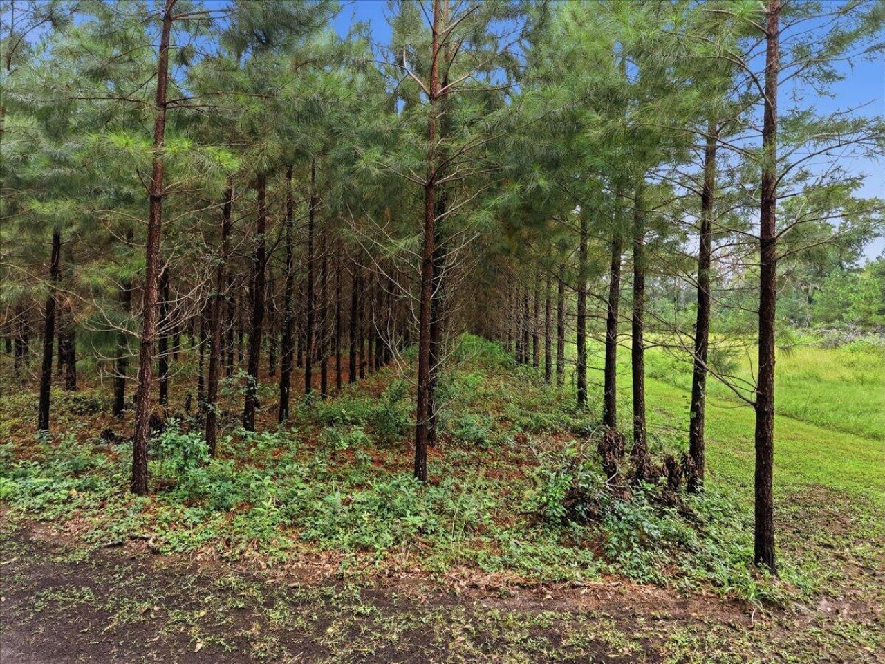 3099 Polk Road Photo 61