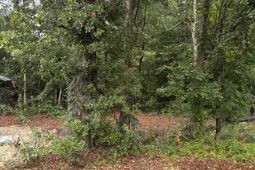 3318 Hollydale Drive  photo 4