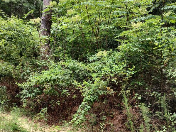 Lakeshore Drive, Lumberton, MS 39455