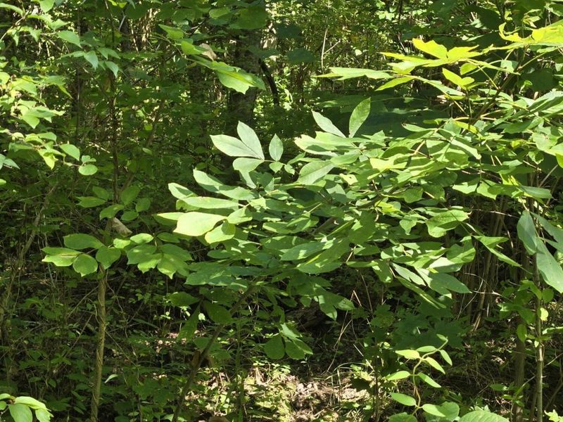 00 Corinth Shore Drive, Corinth, KY 41010 Photo 3