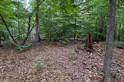 0 Pinewood Drive  photo 4