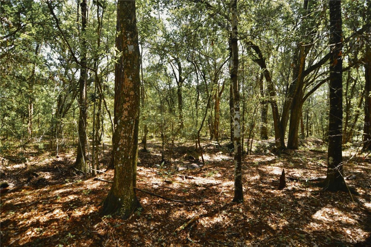18709 NE Us Highway 301 , Waldo, FL 32694 Photo