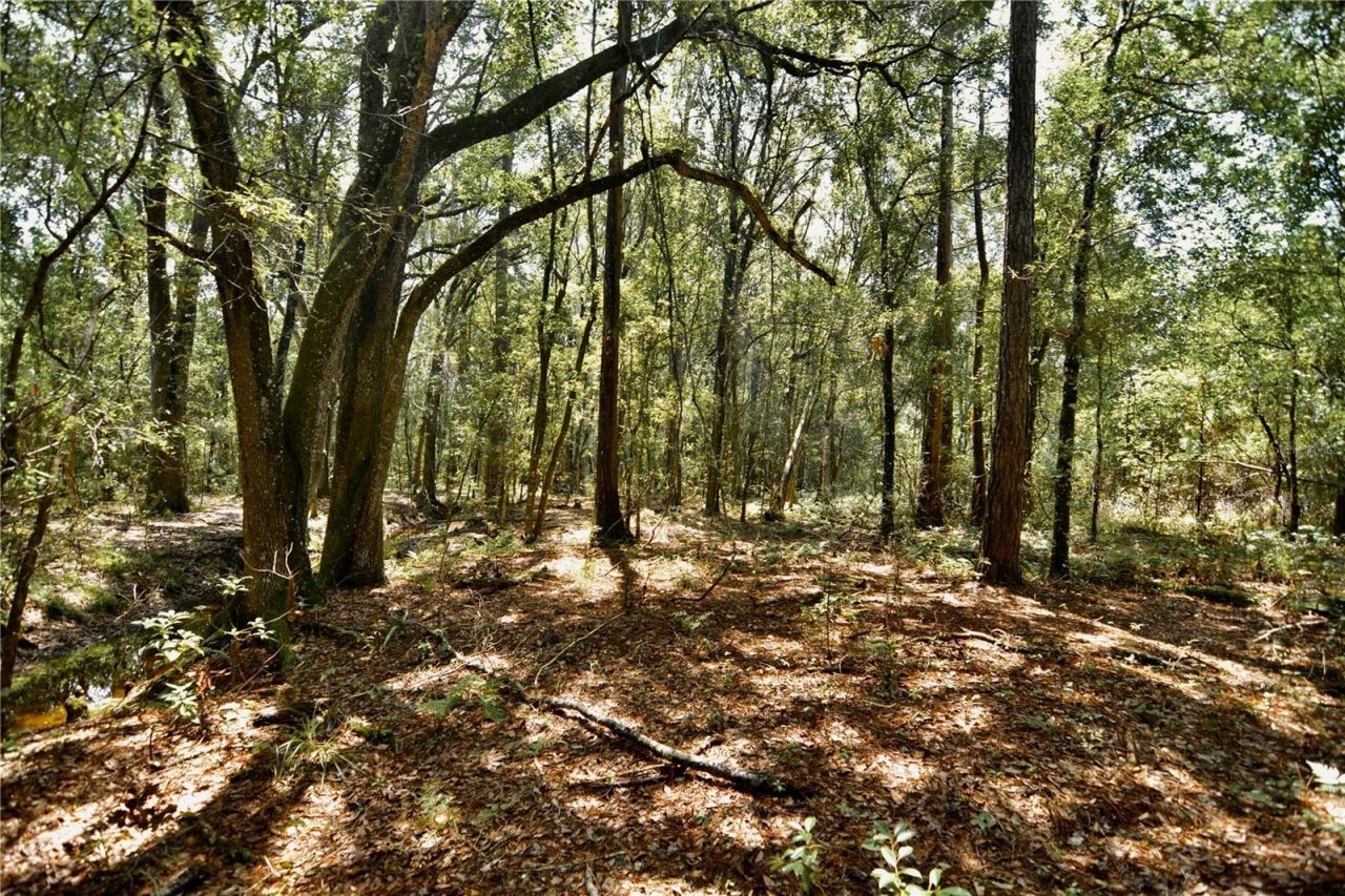 18709 NE Us Highway 301 , Waldo, FL 32694 Photo