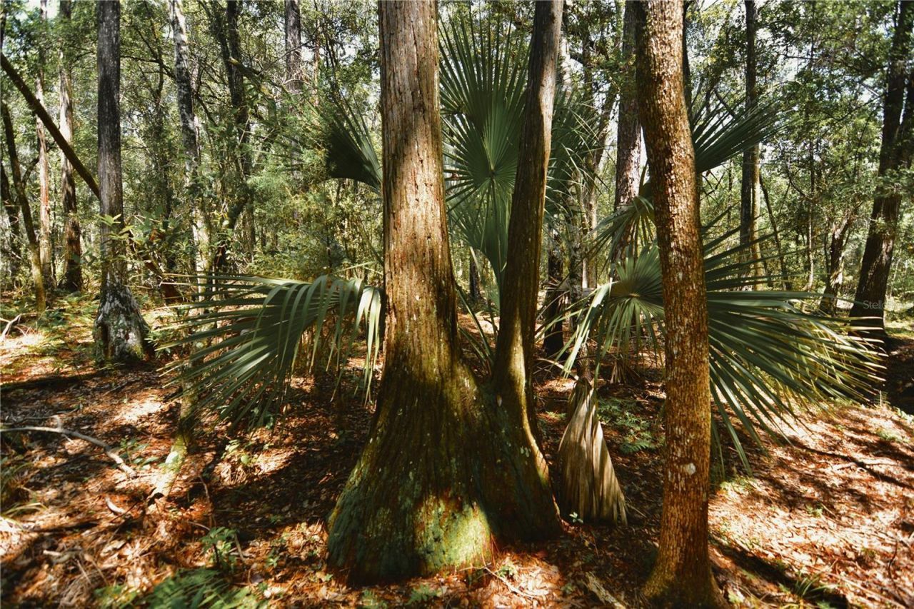18709 NE Us Highway 301 , Waldo, FL 32694 Photo