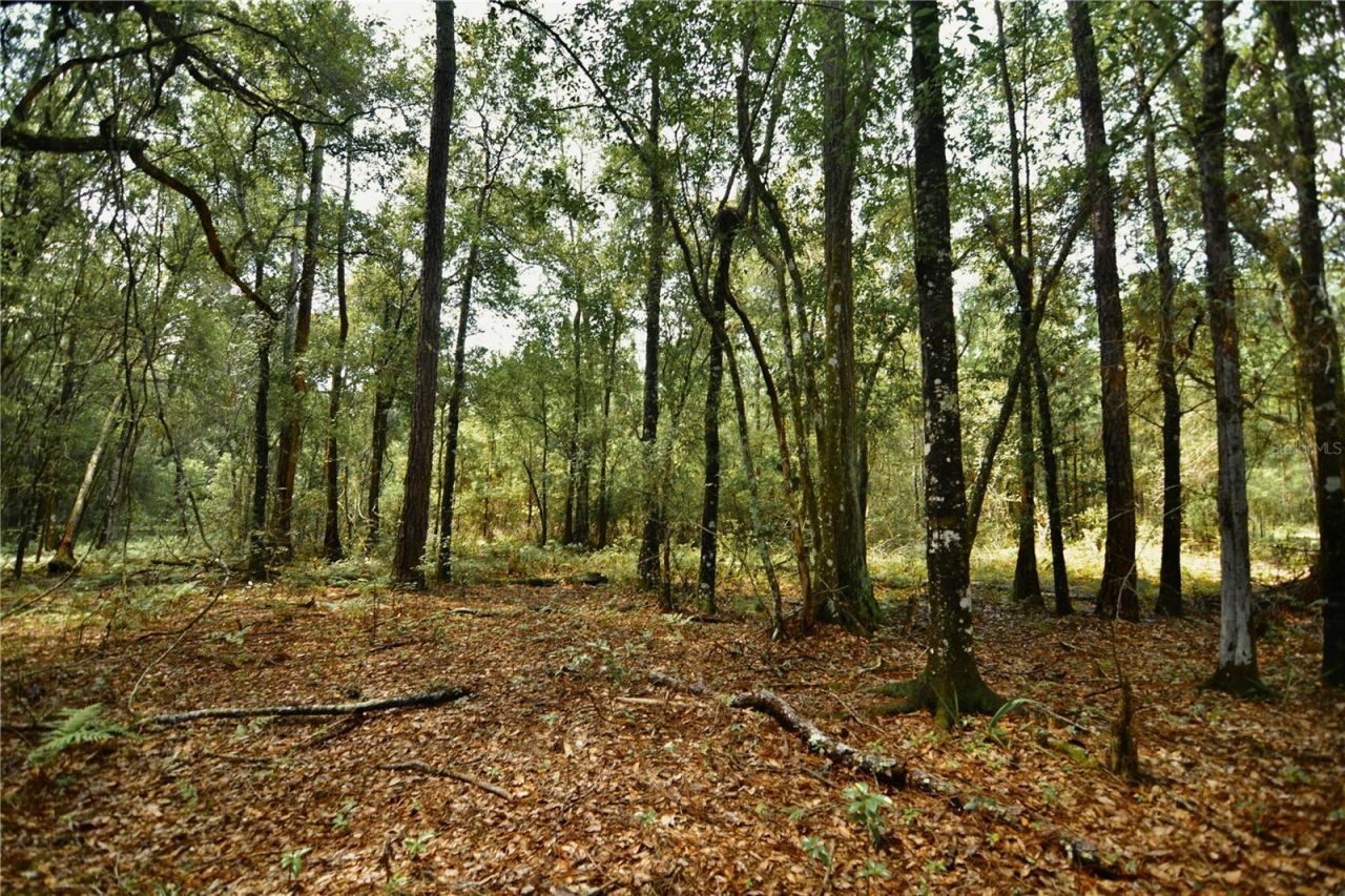 18709 NE Us Highway 301 , Waldo, FL 32694 Photo