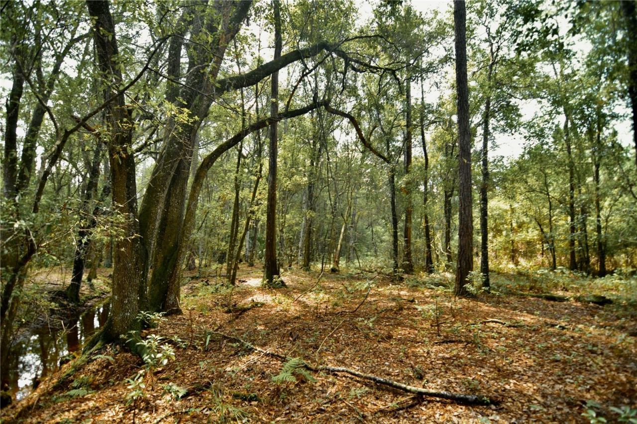 18709 NE Us Highway 301 , Waldo, FL 32694 Photo