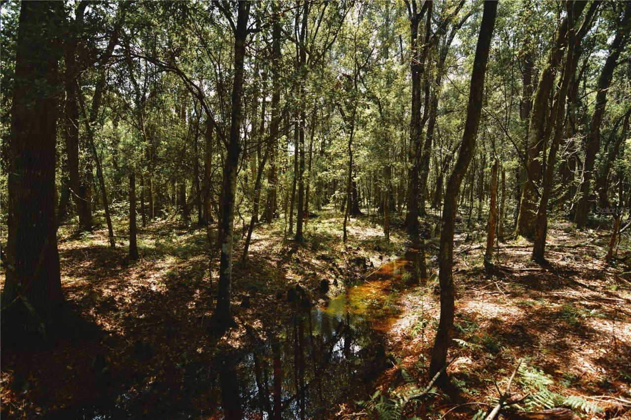 18709 NE Us Highway 301 , Waldo, FL 32694 Photo