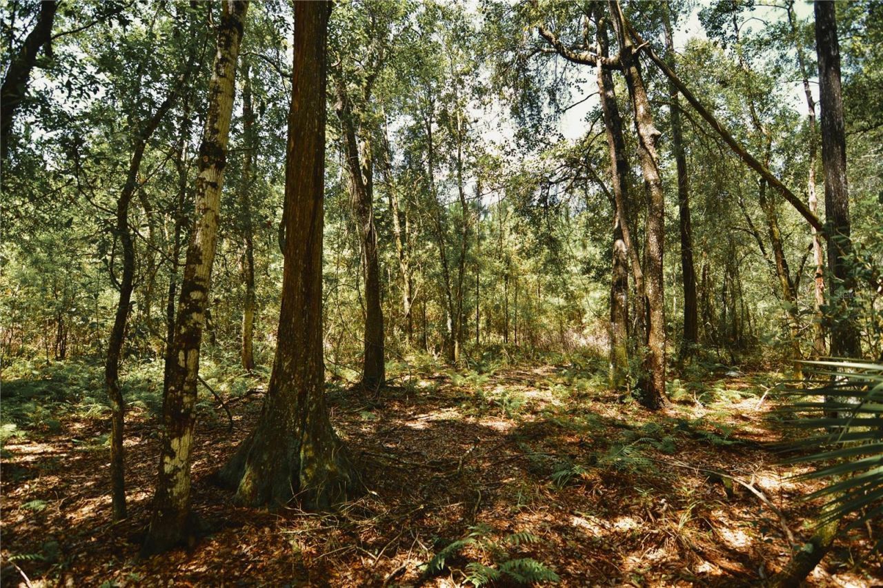 18709 NE Us Highway 301 , Waldo, FL 32694 Photo