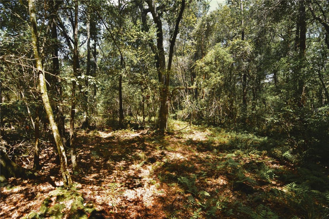 18709 NE Us Highway 301 , Waldo, FL 32694 Photo