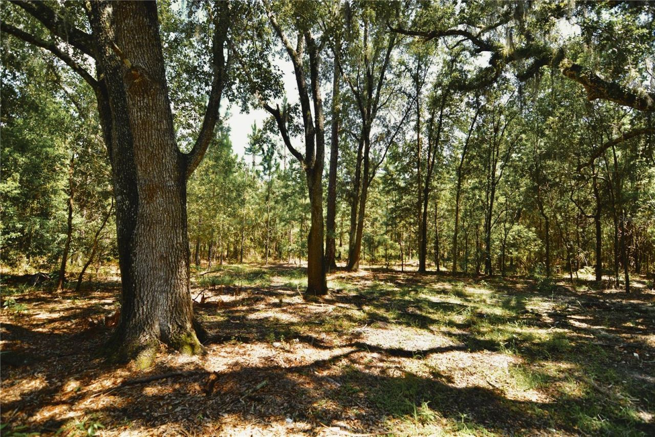 18709 NE Us Highway 301 , Waldo, FL 32694 Photo